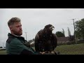 Training and flying a white-tailed sea eagle