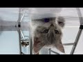 The ULTIMATE Cat and Dog Videos! | FUNNIEST Pets