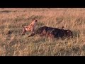 Hyena finds a buffalo sleeping and starts eating it