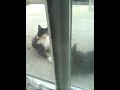 Cat Videos (Jordan Provoking his outdoor sibling blazed off catnip )😹