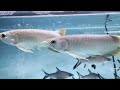 BANNED in america but POPULAR in asia, here’s why asian arowanas are ILLEGAL in United States