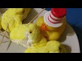 INSANE PEEP BATTLES: BATTLE ROYALE