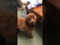 Silly videos about a dog