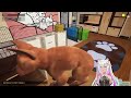 Taking Care of Puppies in Animal Shelter Adopt Sim