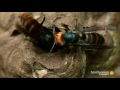 Two Giant Killer Hornet Colonies Fight to the Death
