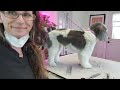 Black and White Coton de Tulear Dog Grooming ( Dog Grooming a coton de Tulear)