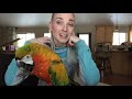 CONURE CARE | All About Conure Parrots as Pets!!!