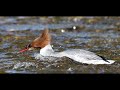 Goosander on River Wharfe near Otley, West Yorkshire