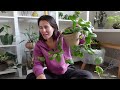 Plant collection Declutter & do plant chores with me ✨