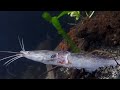 Intense Piranha Feeding Frenzy: LIVE Catfish Encounter!