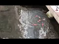 Cuacanya cerah melihat ikan 🐟 didalam kolam#garden #gardenbeautiful #garden @utineazlan1969