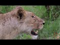 KRUGER PARK: EP 4 - Leopard, More Lions, Christmas Day in The Bush & lifers