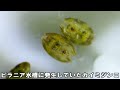 長年放置された井戸の水を吸い上げると大量の微生物が出て来ました