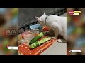 TAHAN TAWA.!😂 10 Menit Video Kucing Lucu Terbaru yang Bikin Ngakak 2023 ~ Kucing Tiktok Lucu