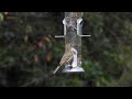 RAW FOOTAGE - The Hunger Games: Comparing the Dietary Preferences of Native and Invasive Birds