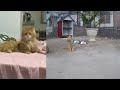 ❤️🐱 So Funny! Funniest Cats and Dogs 2024 😻🐈 Best Funny Animals 2024 #8