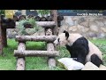 Giant panda Ya Ya celebrates 23rd birthday at Beijing Zoo
