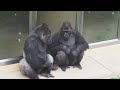 Silverback Gorilla Is Never Gonna Lose | The Shabani's Group