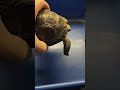 🐢 Baby Aldabra tortoise weigh in