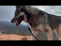 Myths about Wolfdogs