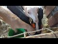 Goats eating solid food.