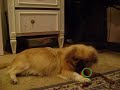 Pekingese playing with a Slinky