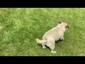 #zoomies  #puglife #sillydog  Hugo is a silly boy 🥹🥺‼️‼️🥹😊😂🤗