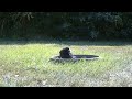 Clever crow outsmarts TWO turkey vultures with ONE move