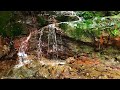 Best Babbling Brook in The Mountains, Forest Sounds, Nature Sounds, ASMR