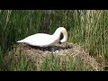 Swan on nest at Kingston Maurward