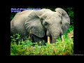 African forest elephant (Loxodonta cyclotis)