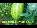 폭염 지속되는 날 애호박 주렁주렁.. 1st주말농장 둘러보기 #애호박 #애플참외 #히비스커스 로젤 #애플수박