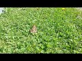 Frog jump slowmotion