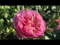 Olivia rose Austin and My Thoughts | Rose Garden Tour | David Austin Roses