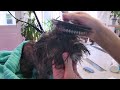 HOW to, MATTED dog at home (Morkie detangling and grooming success!)