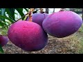 WOW! Amazing Agriculture Technology - Mango
