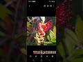 Bottle Brush Time-lapse. - basic