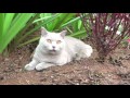 [ENG SUB] Cat Walks in the Park - Cia Cat Diary - Ep5