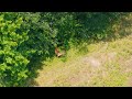 Amazing wildlife footage captured by drone