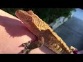 Crested gecko sings to and bites human arm