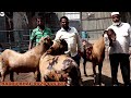 Big sirohi goat's at madina goat farm