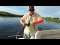 American Shad on the St. Johns River