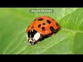 Ladybug Facts ^-^