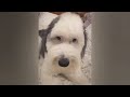 You Laugh You Lose🤣Funniest Dogs and Cats 2024😻🐶