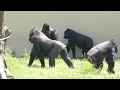 Silverback Gorilla Never Wants To Let his Female Go | The Shabani's Group