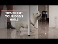 How to Trim Your Dog's Nails at Home 🐶 STEP BY STEP WITH TIPS
