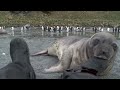 Curious Baby Seal Approaches Cameraman