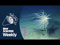 Shocking source of deep sea oxygen | New Scientist Weekly Ep 260