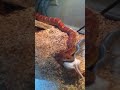 Corn Snake Eating Adult Mouse