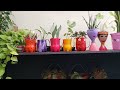 Fiz um tur na garagem  e na lavanderia mostrei as plantas pendentes